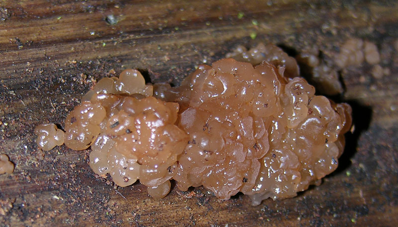 Eccoli i funghi.......